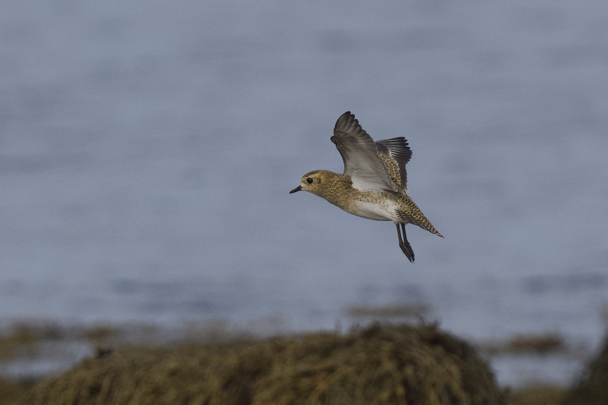 European Golden-Plover - ML642064358