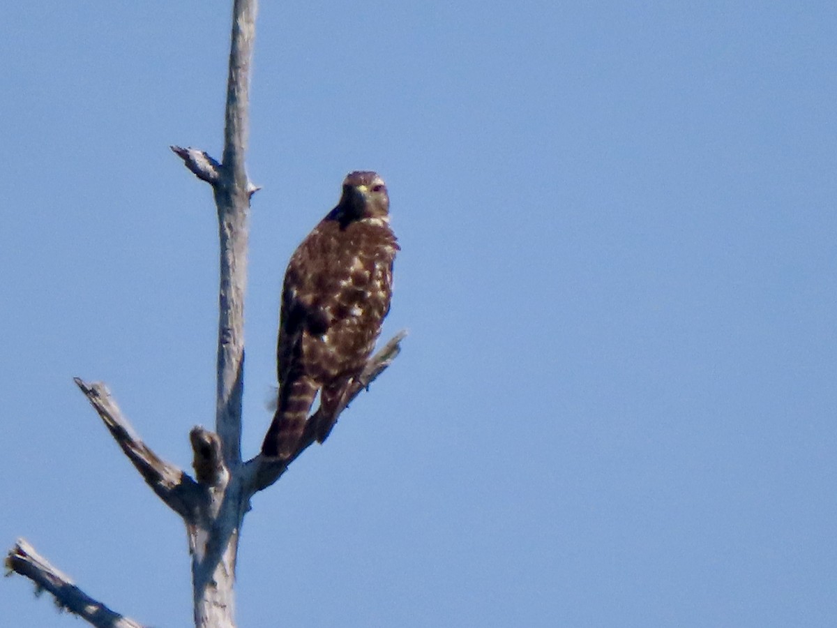 Red-shouldered Hawk - ML642064371