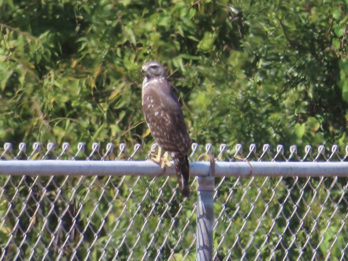 Red-shouldered Hawk - ML642064372