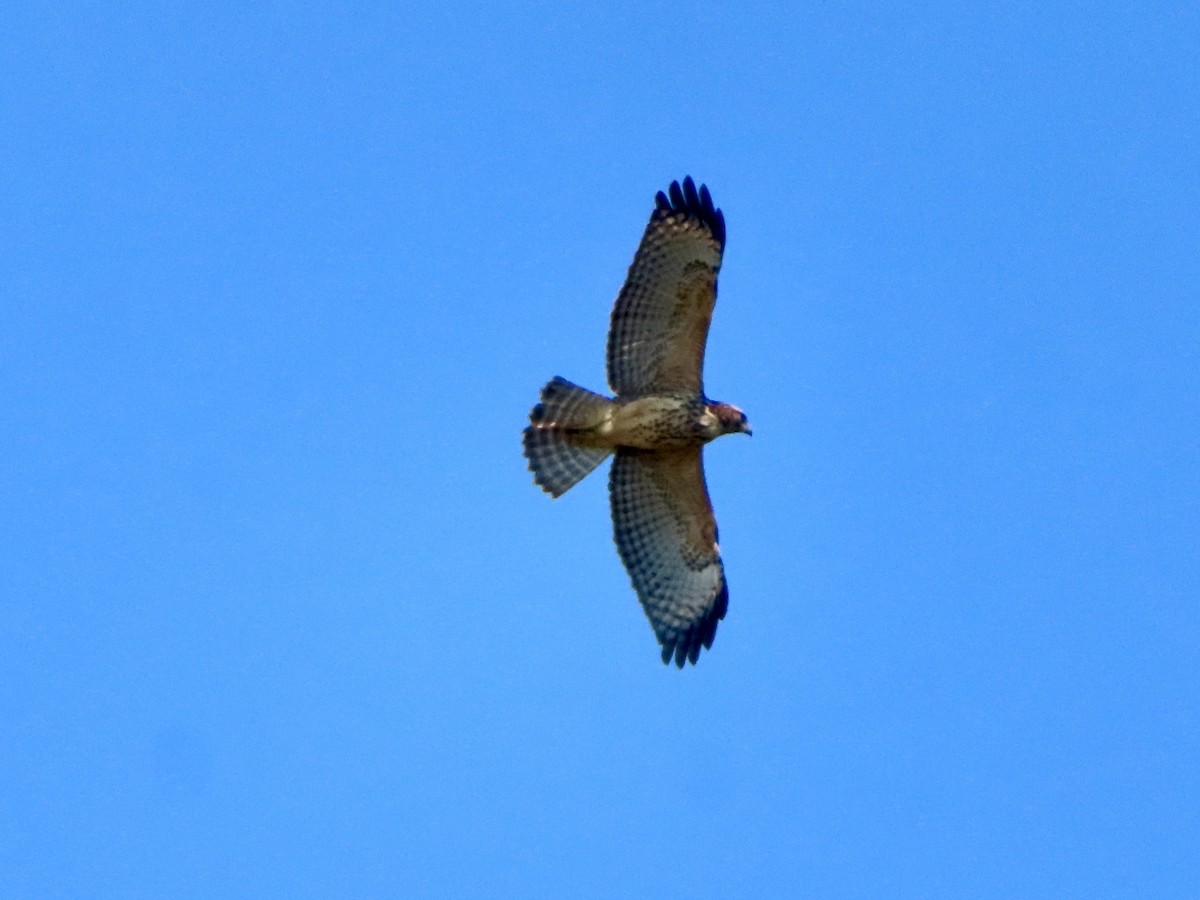 Red-shouldered Hawk - ML642064373