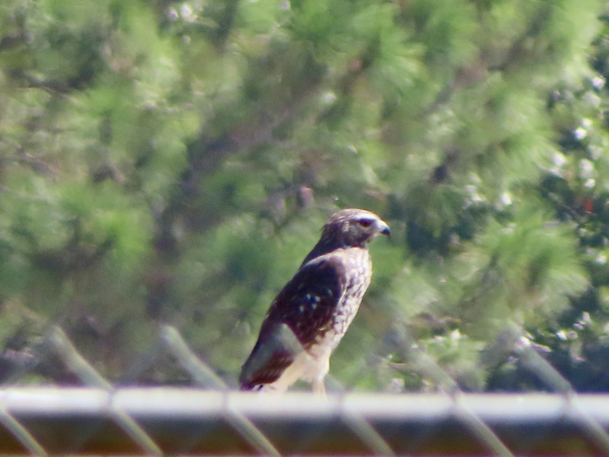 Red-shouldered Hawk - ML642064374