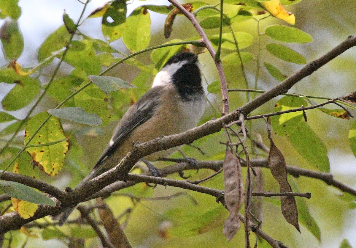 Black-capped Chickadee - ML642064378
