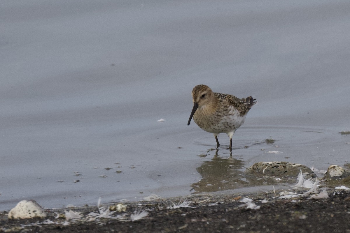 Dunlin - ML642064387