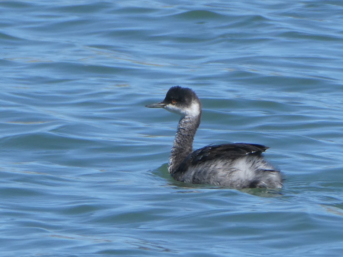 Eared Grebe - ML642064390