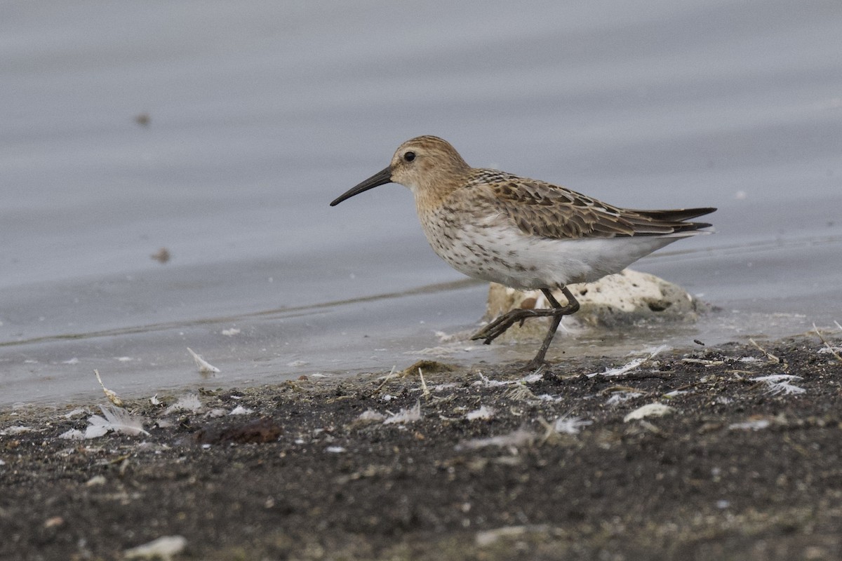 Dunlin - ML642064397