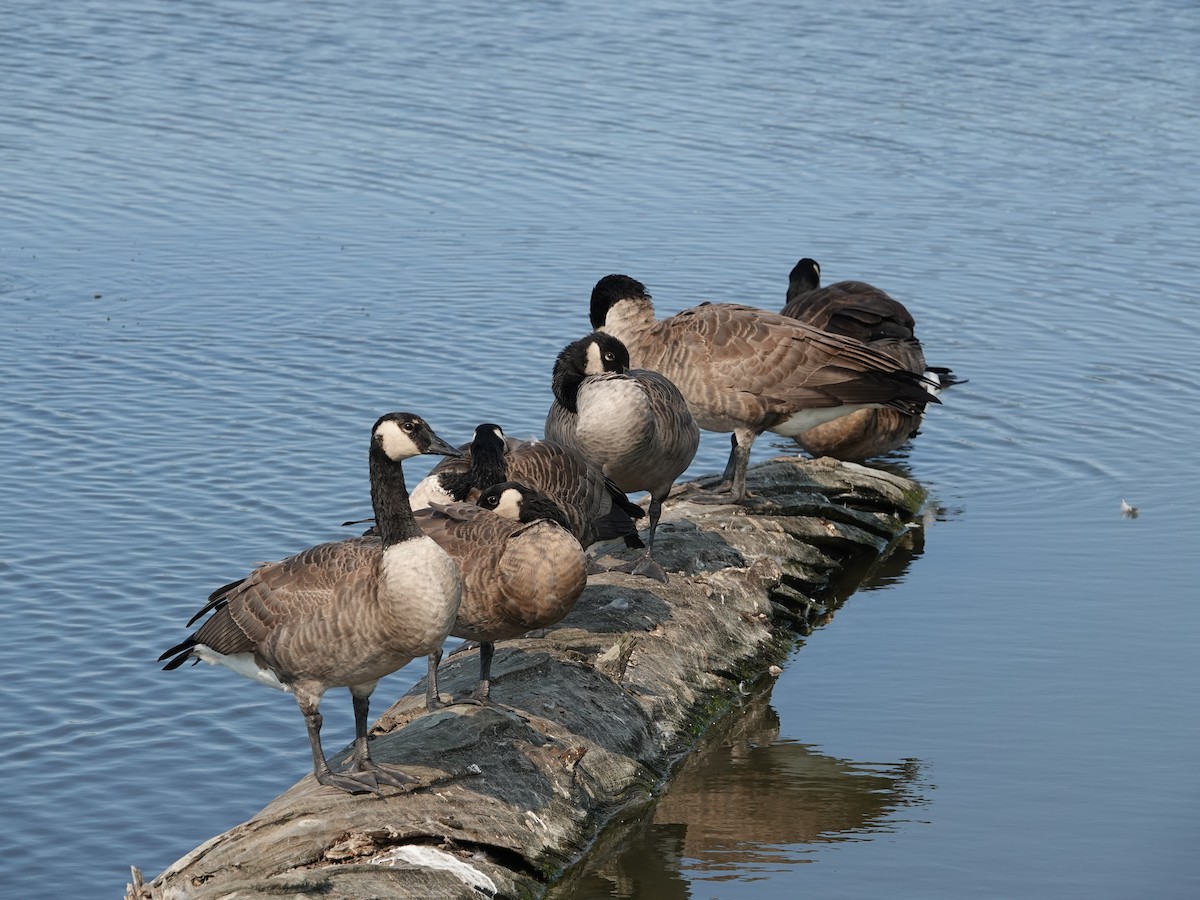 Canada Goose - ML642064398