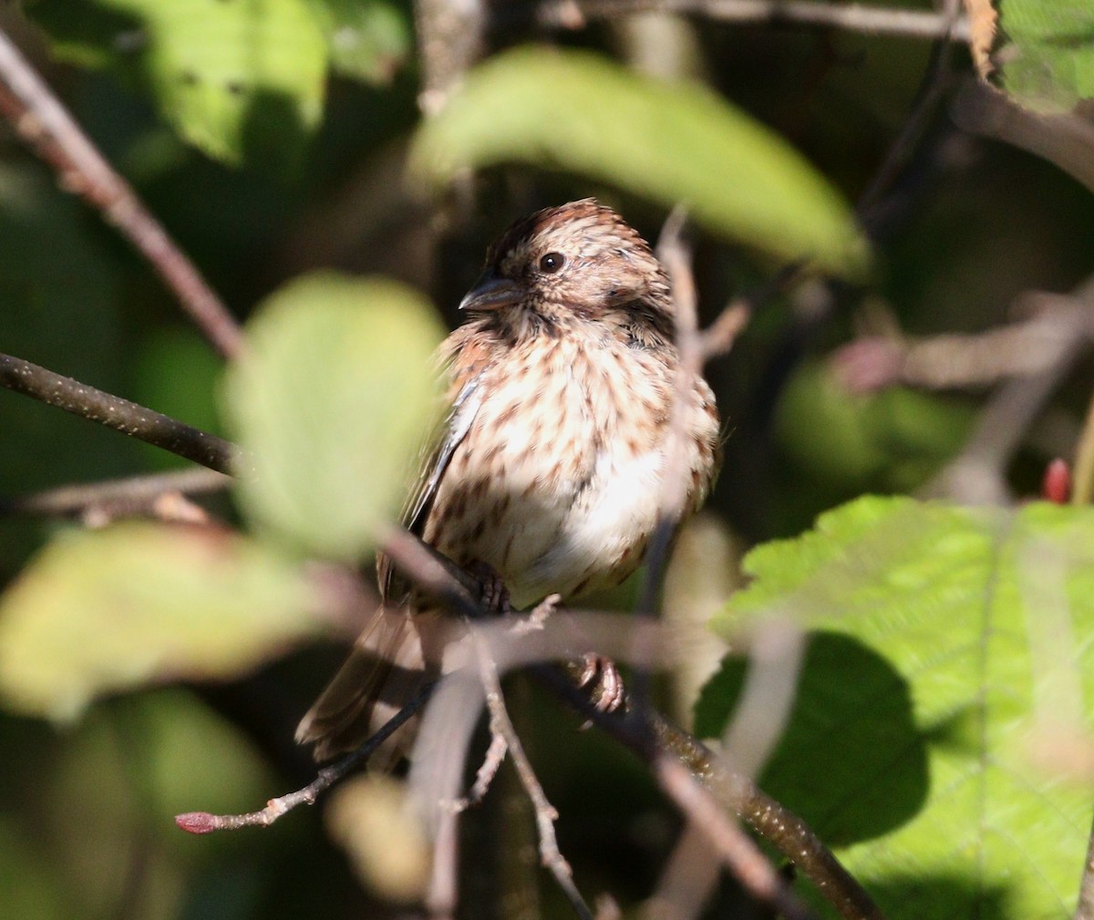 Song Sparrow - ML642064402