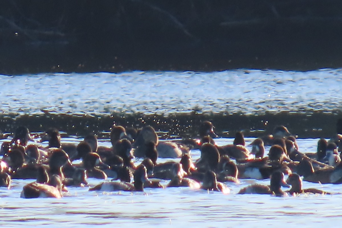 Canvasback - ML642064410