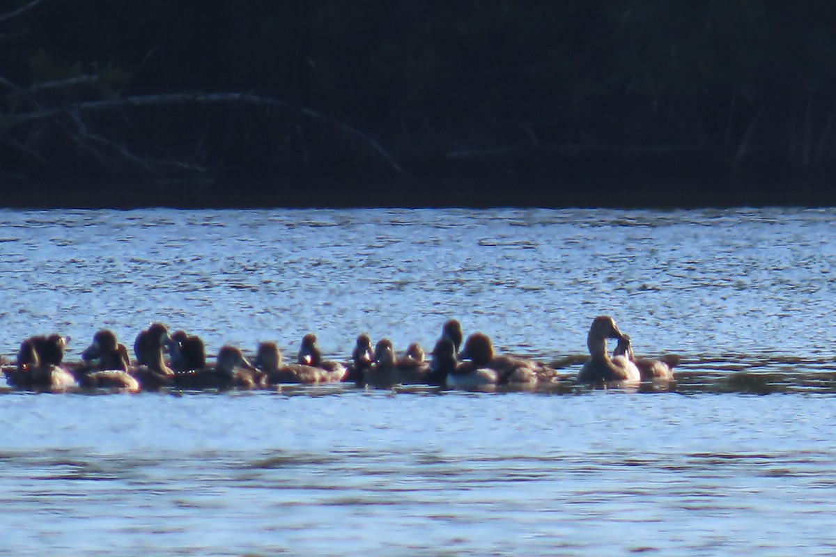 Canvasback - ML642064411