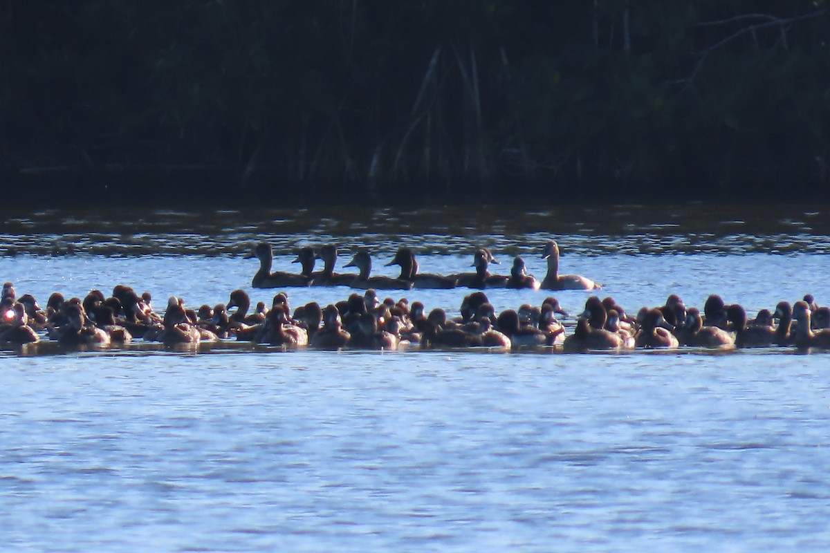 Canvasback - ML642064413