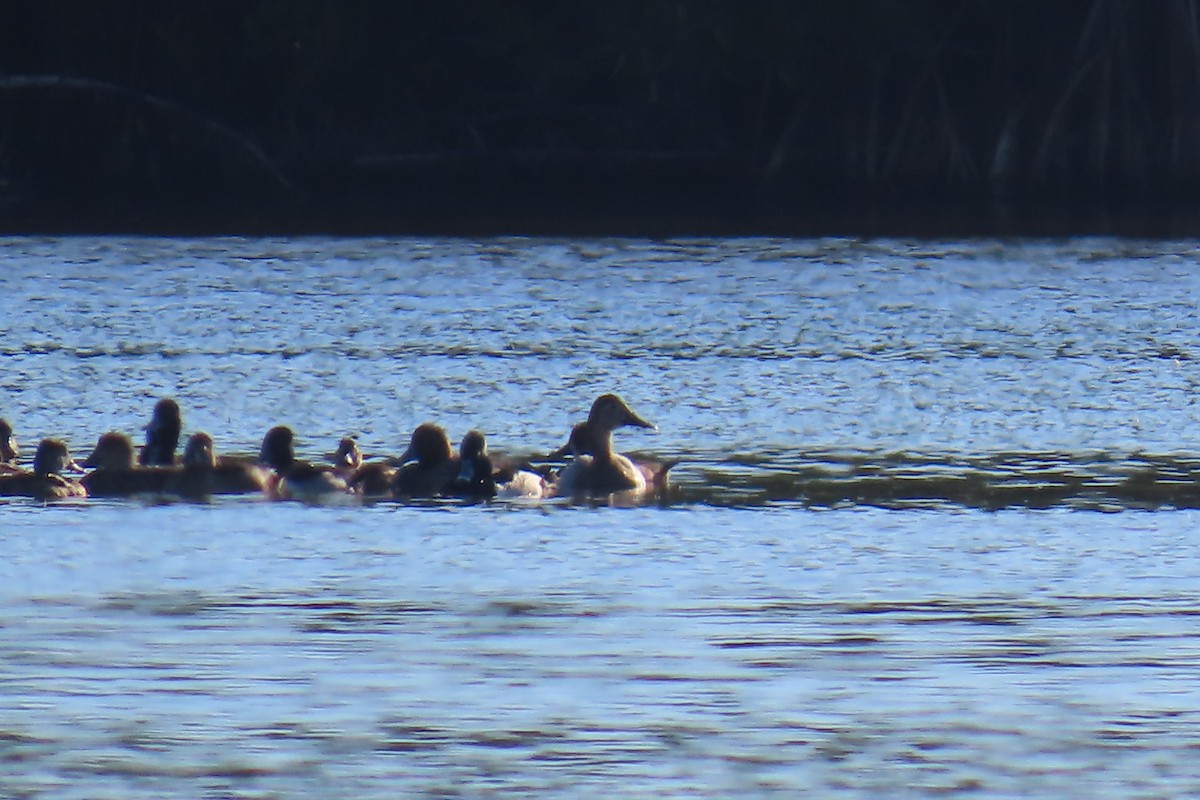 Canvasback - ML642064415