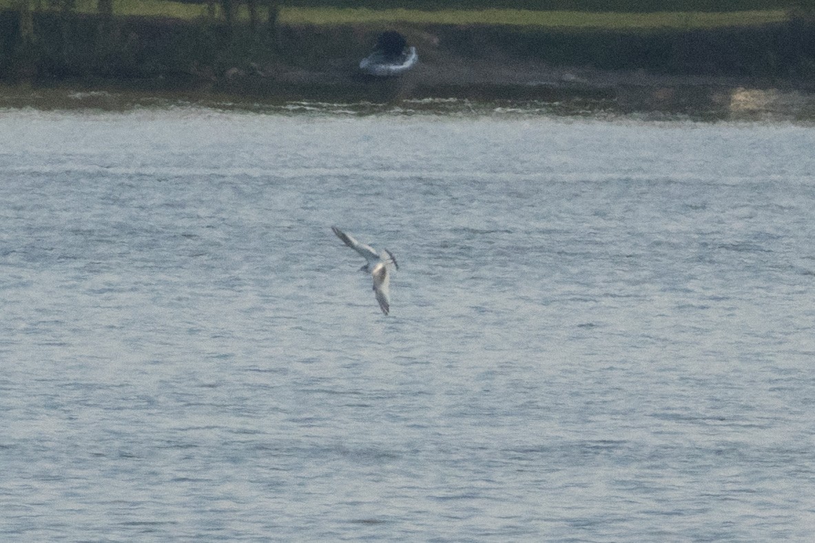 Mouette de Sabine - ML642064422