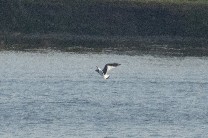 Mouette de Sabine - ML642064423