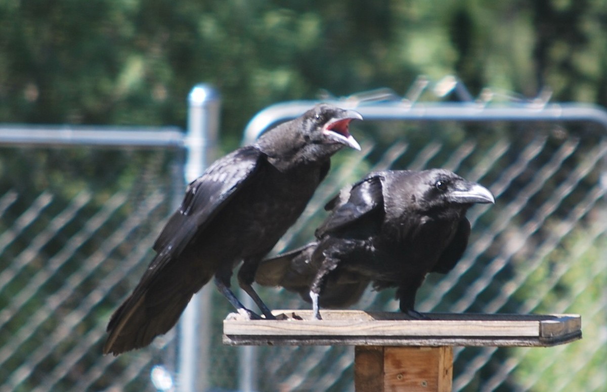 ravn - ML642064432
