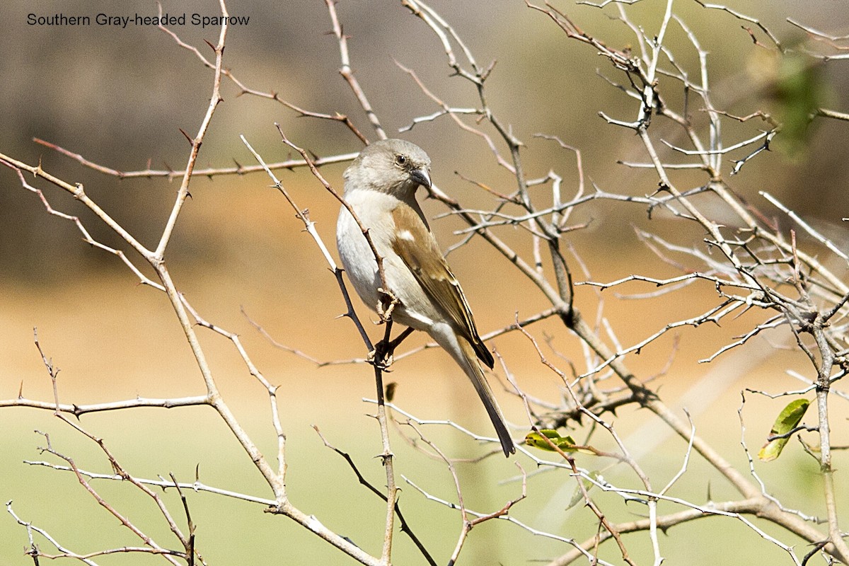 Southern Gray-headed Sparrow - ML642064445