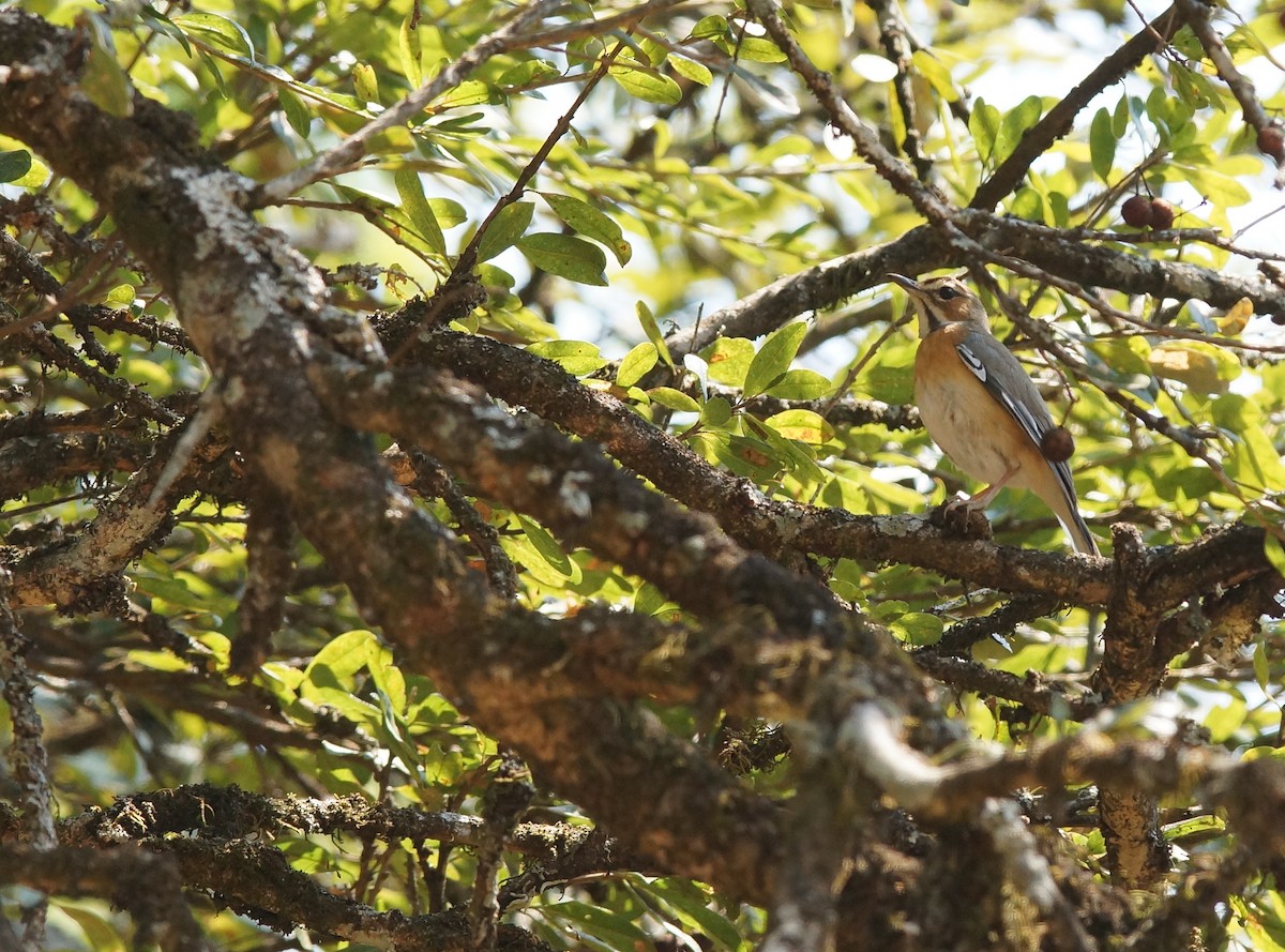 Miombo Scrub-Robin - ML642064447