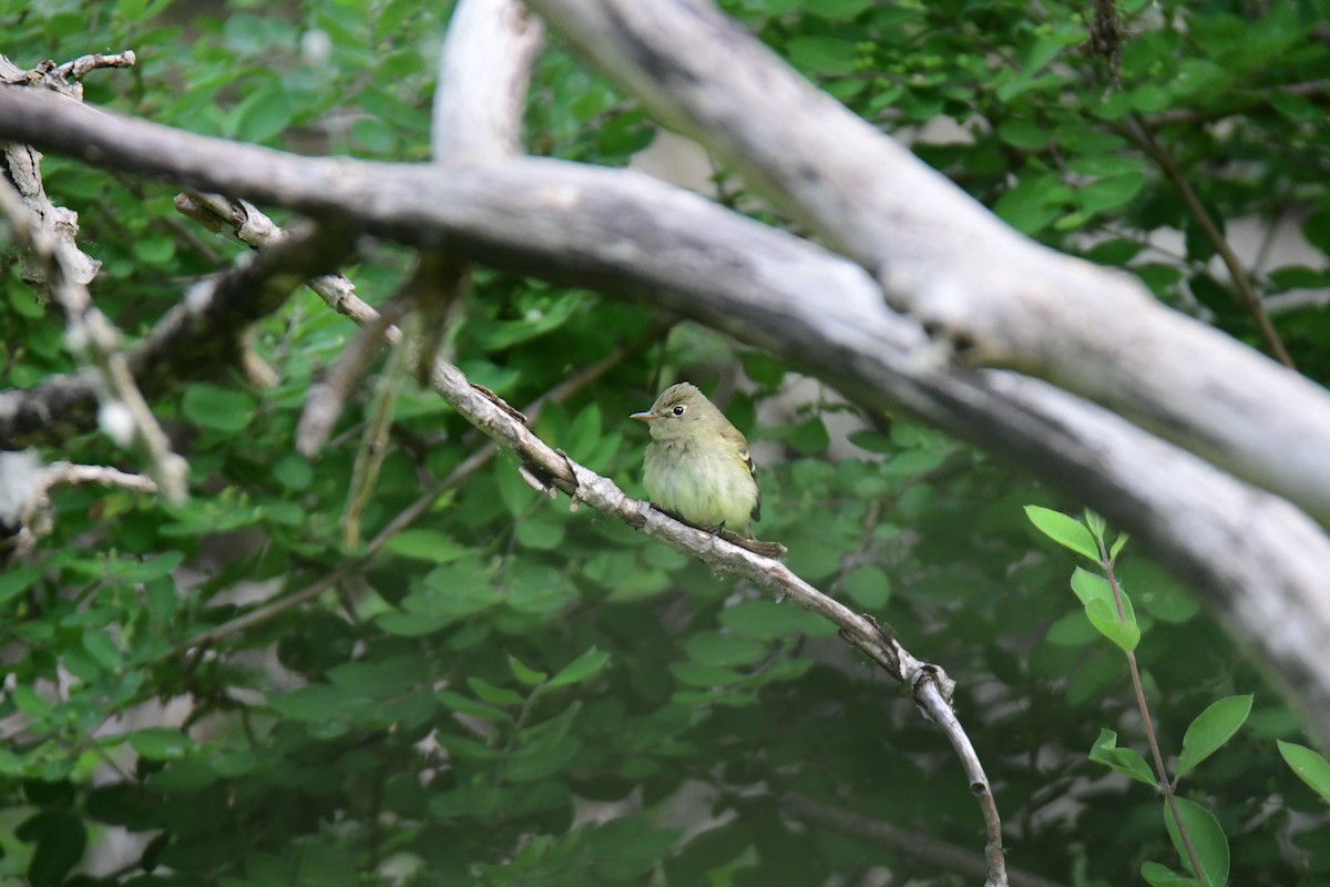 Yellow-bellied Flycatcher - ML642064479