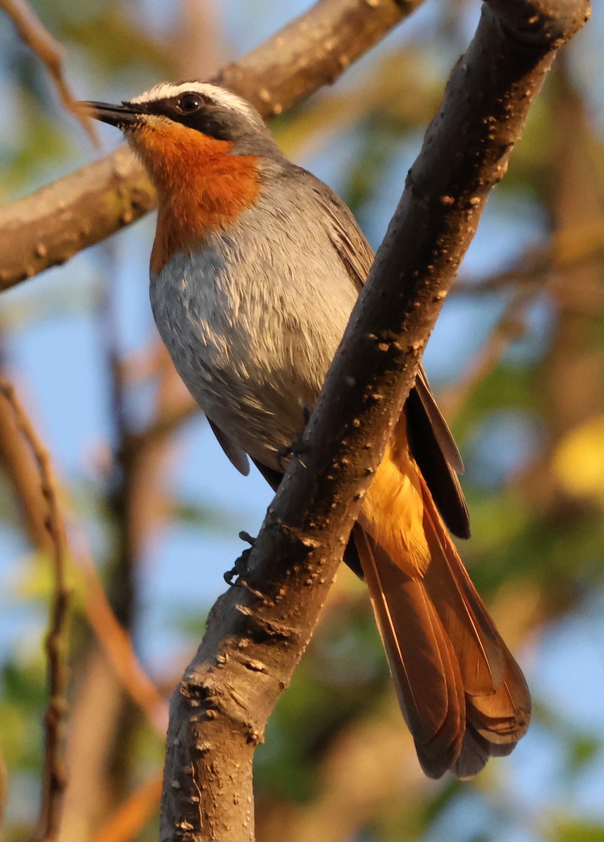 Cape Robin-Chat - ML642064510