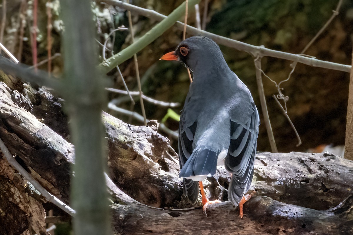 Merle vantard (ardosiaceus/albiventris) - ML642064511