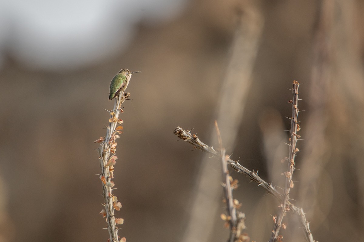 Colibri de Costa - ML642064522
