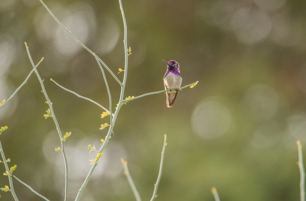 Colibri de Costa - ML642064523