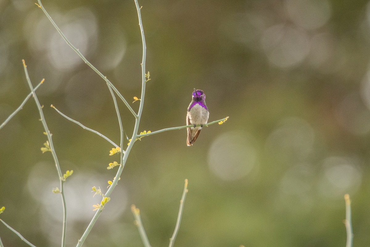 Colibri de Costa - ML642064524