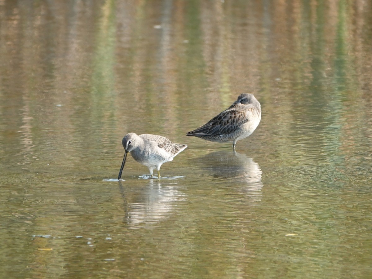 Bécassin à long bec - ML642064534