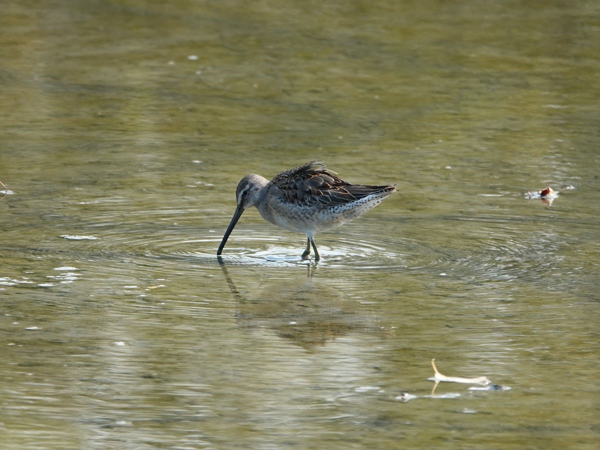 Bécassin à long bec - ML642064535