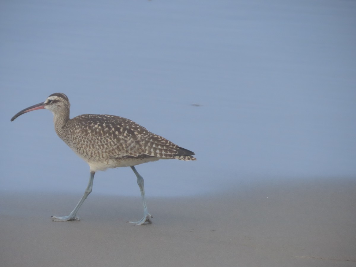 Regenbrachvogel - ML642064555