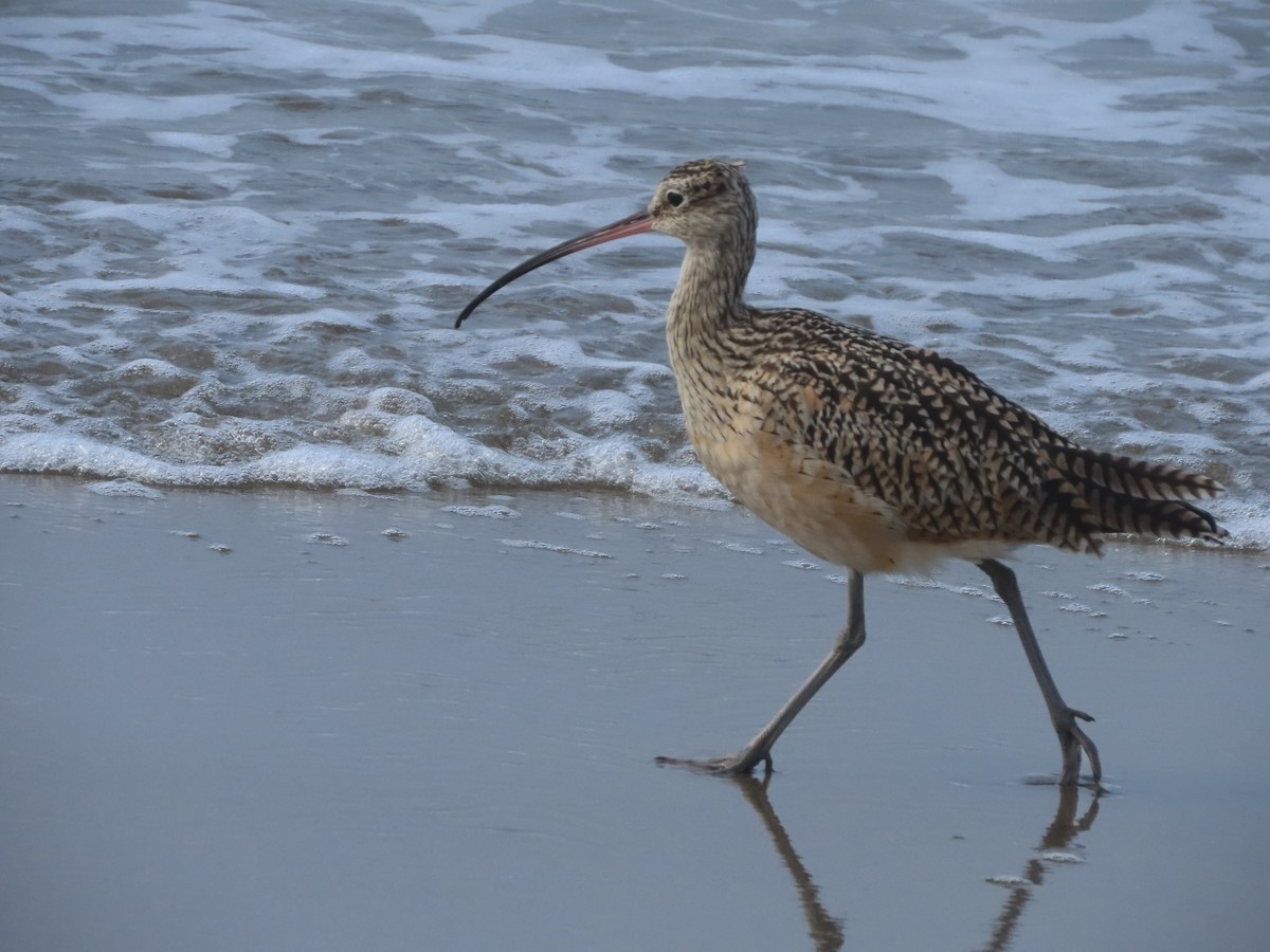 Long-billed Curlew - ML642064558