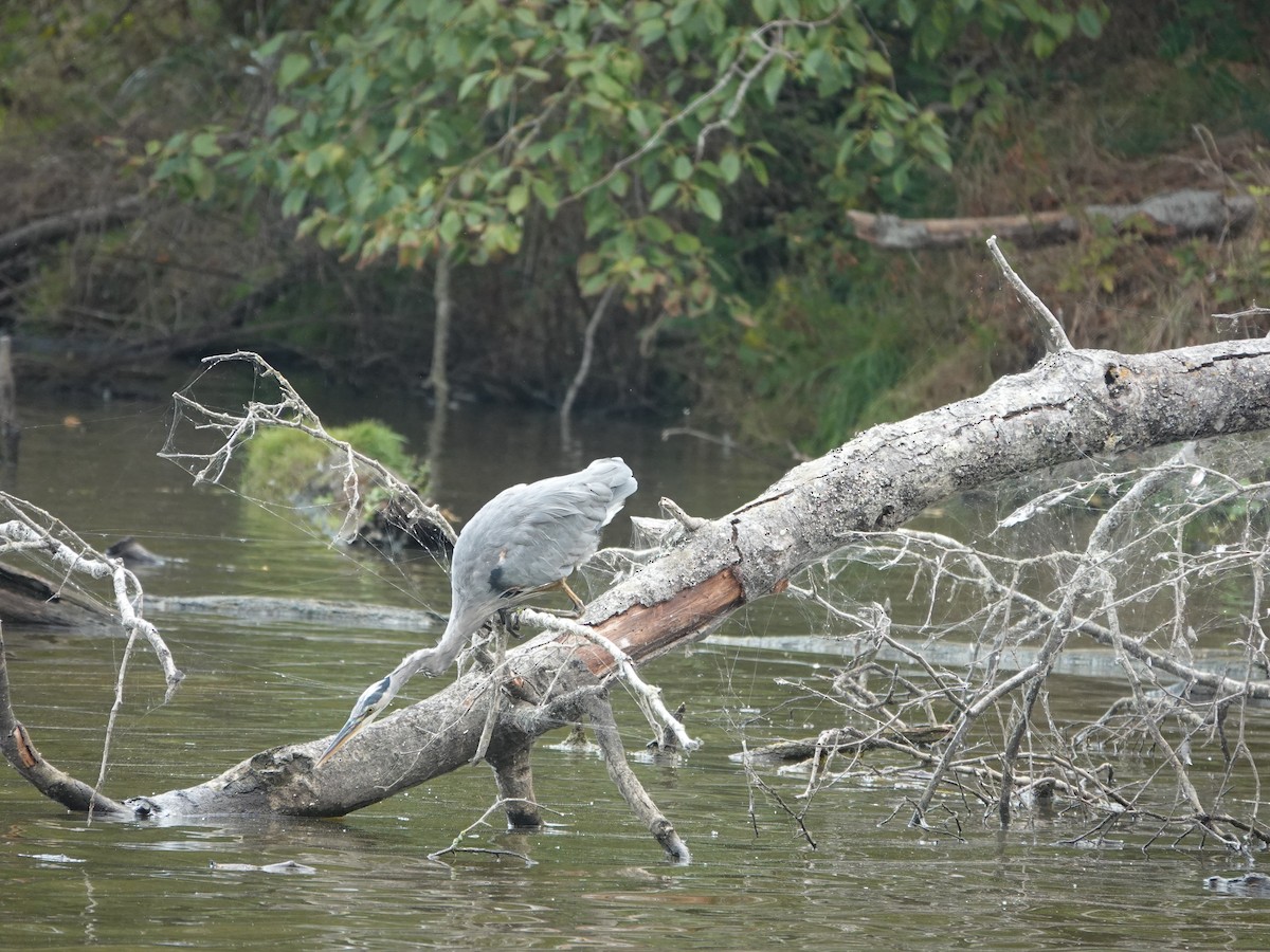Great Blue Heron - ML642064565