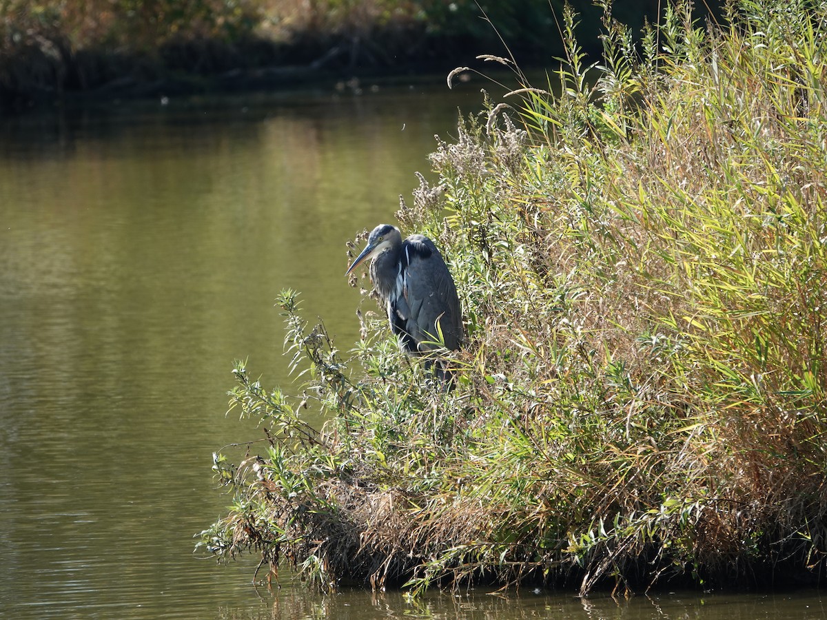 Great Blue Heron - ML642064566