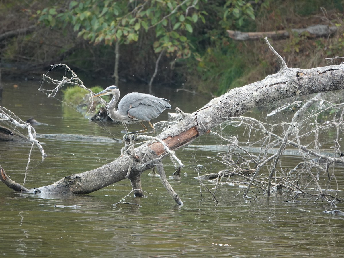 Great Blue Heron - ML642064567