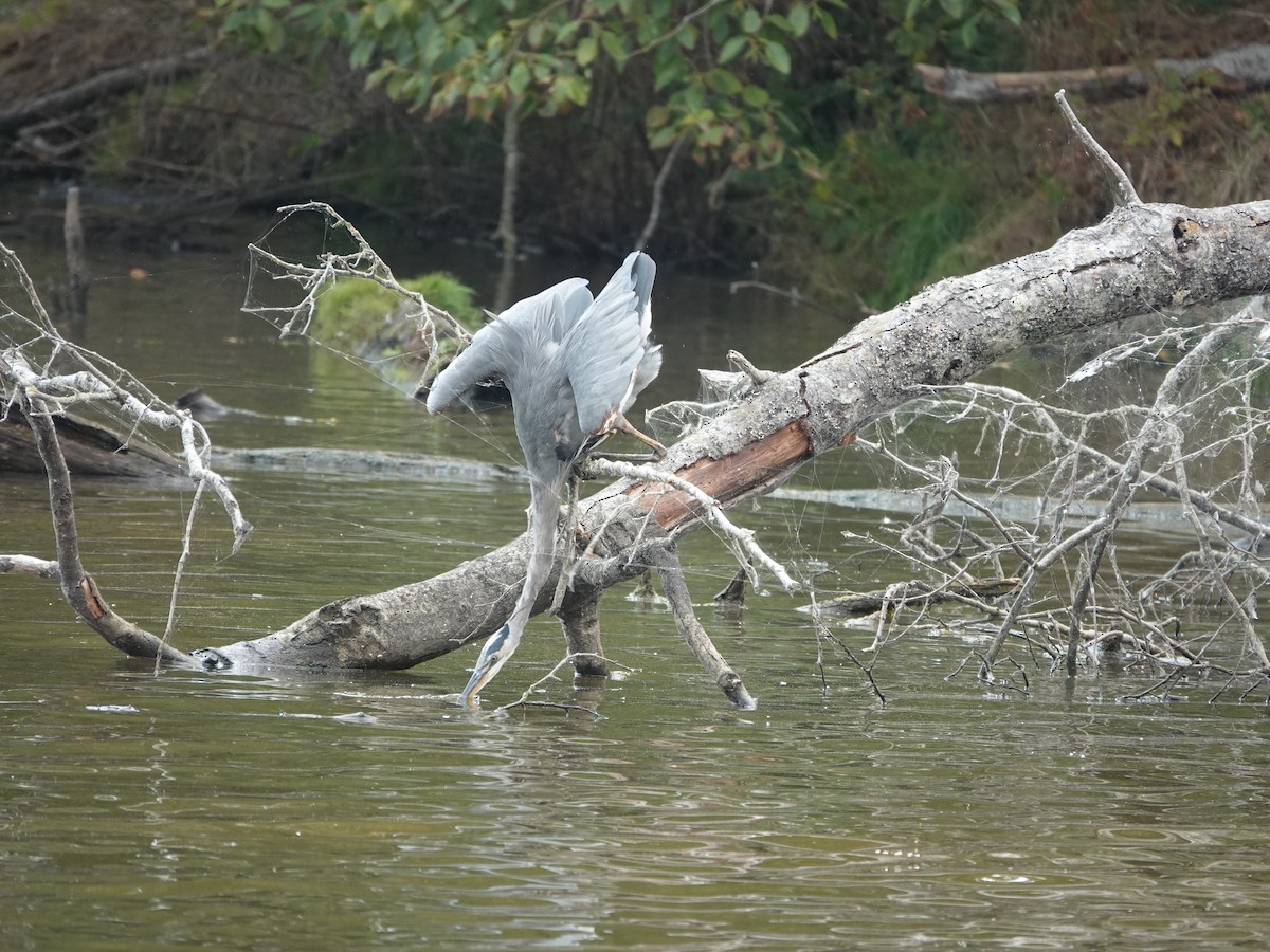 Great Blue Heron - ML642064568