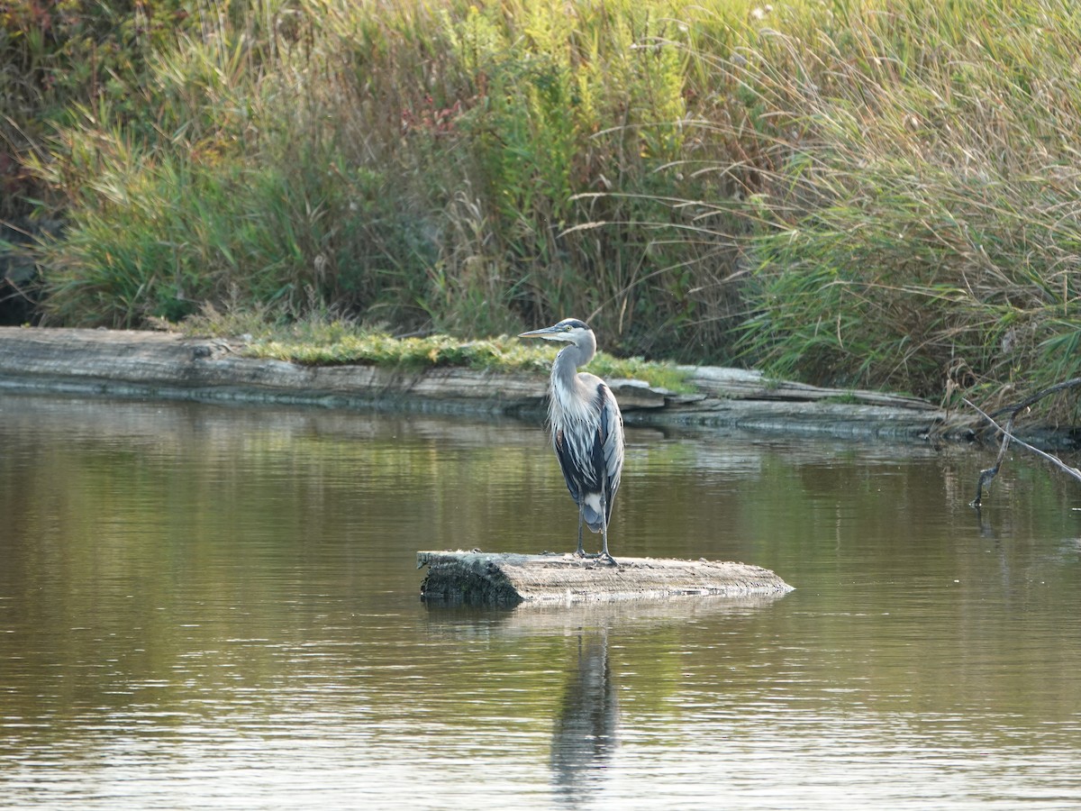 Great Blue Heron - ML642064569