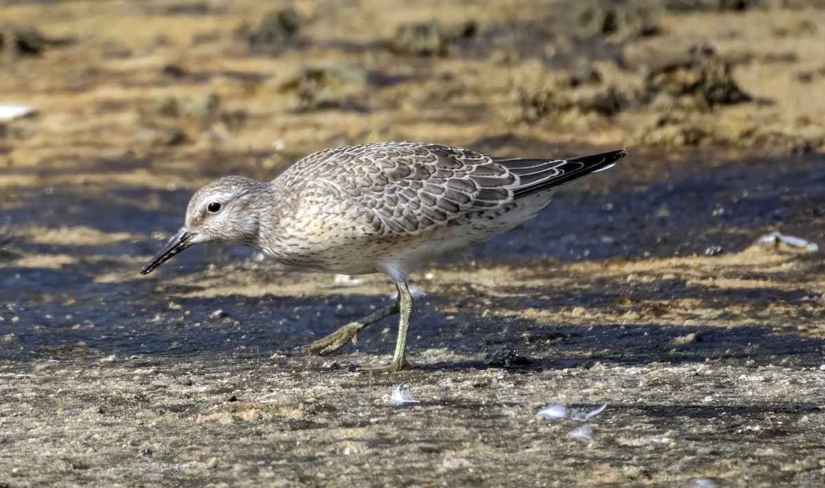 polarsnipe - ML642064593