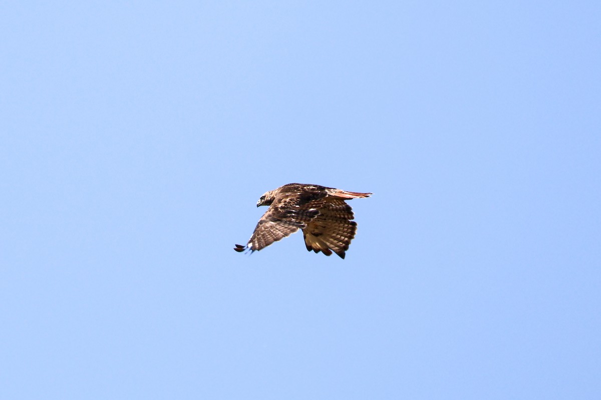 Rotschwanzbussard - ML642064594