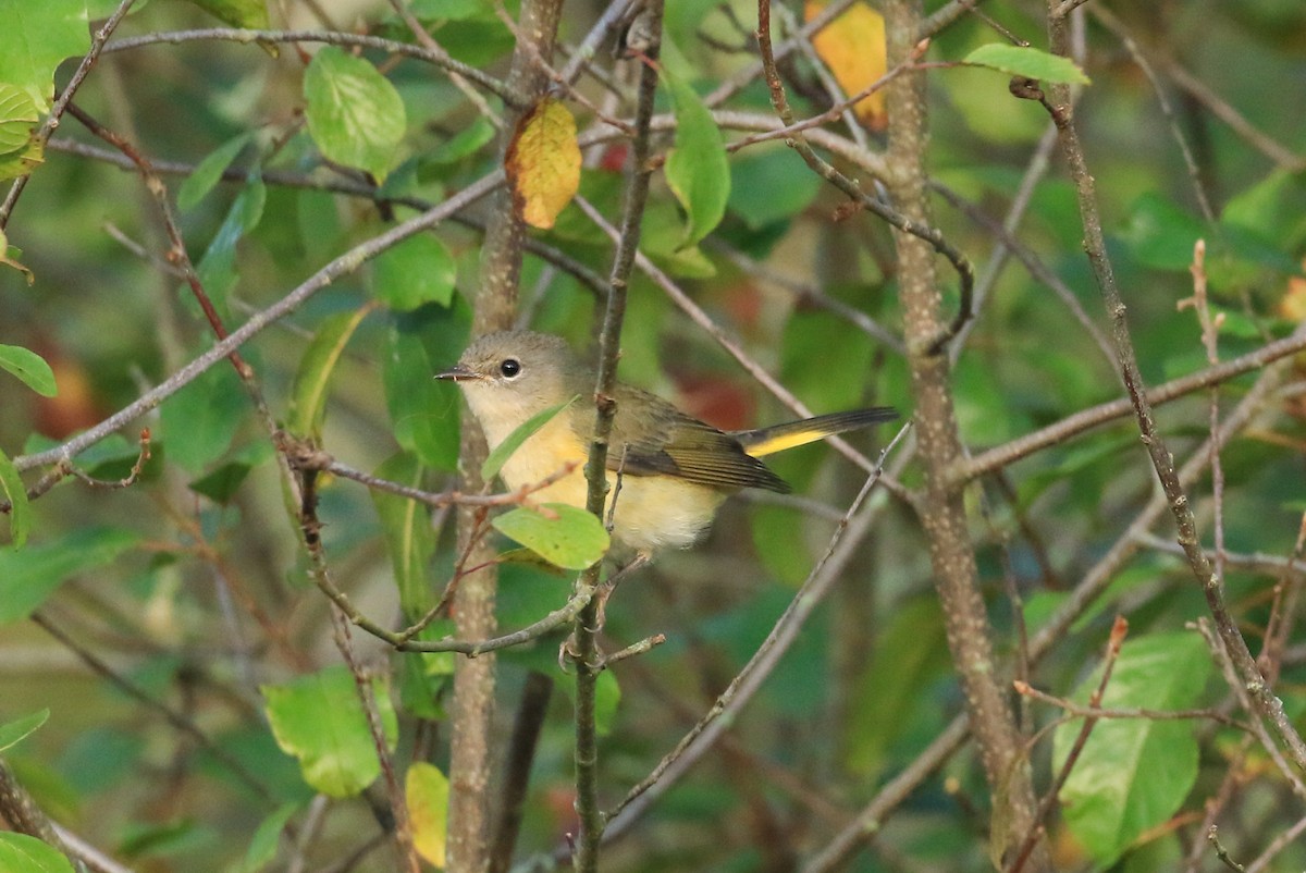 American Redstart - ML642064596