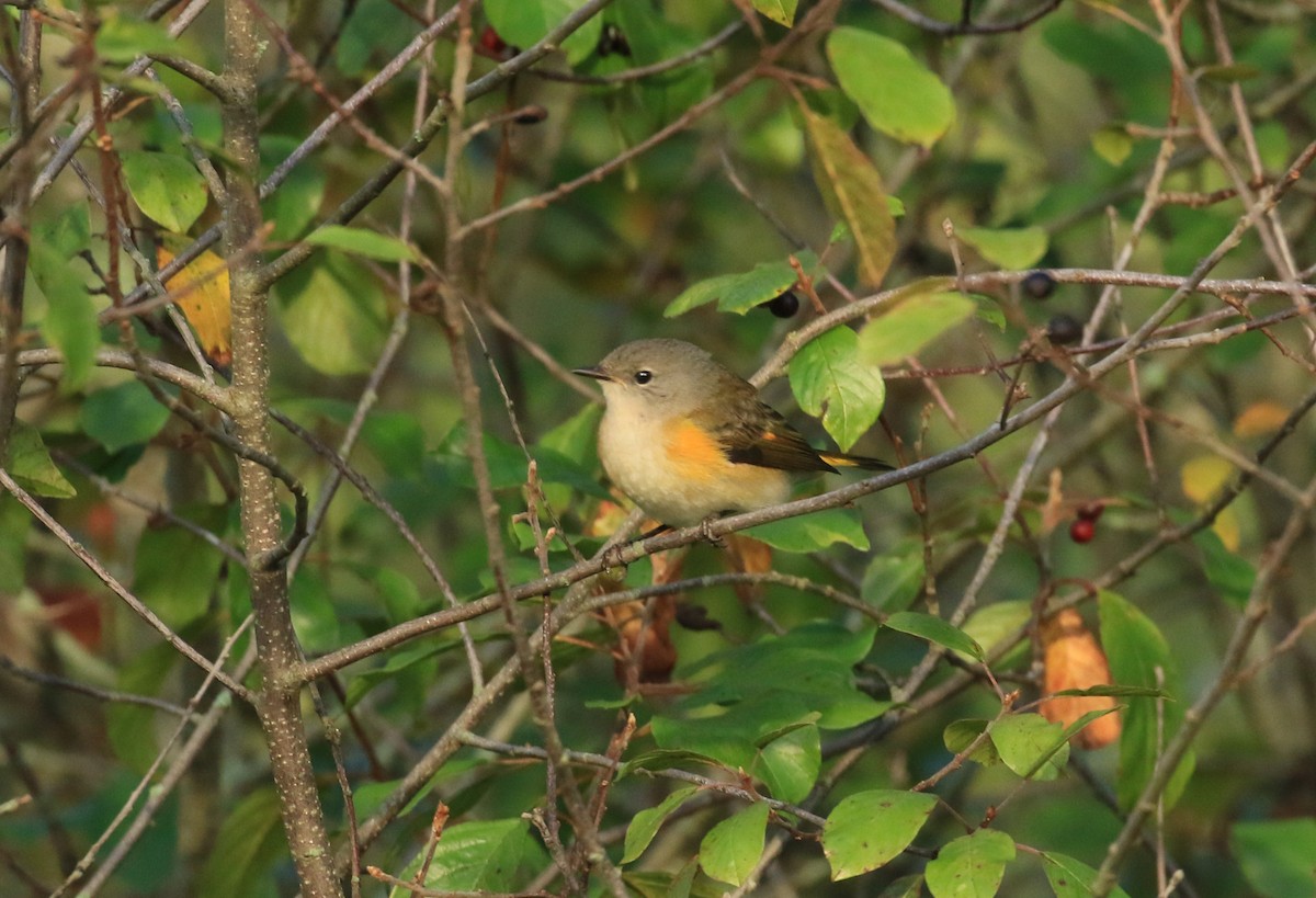 American Redstart - ML642064598