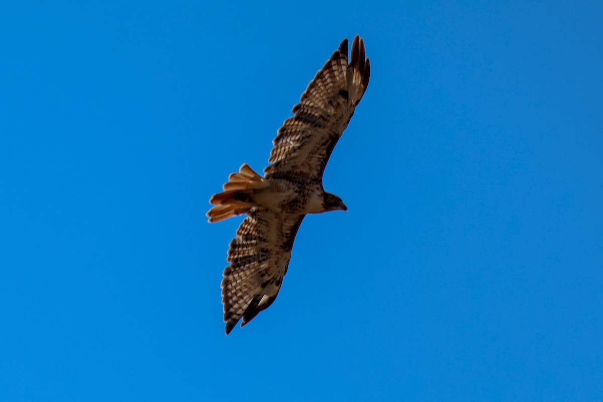Rotschwanzbussard - ML642064604