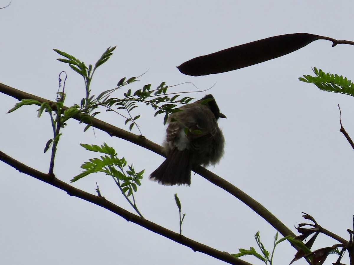 Red-vented Bulbul - ML642064612