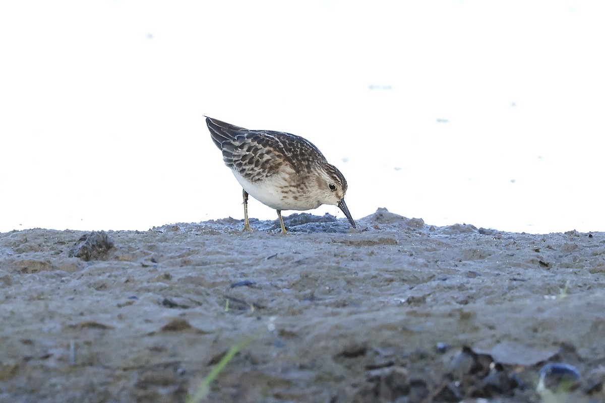 Least Sandpiper - ML642064617