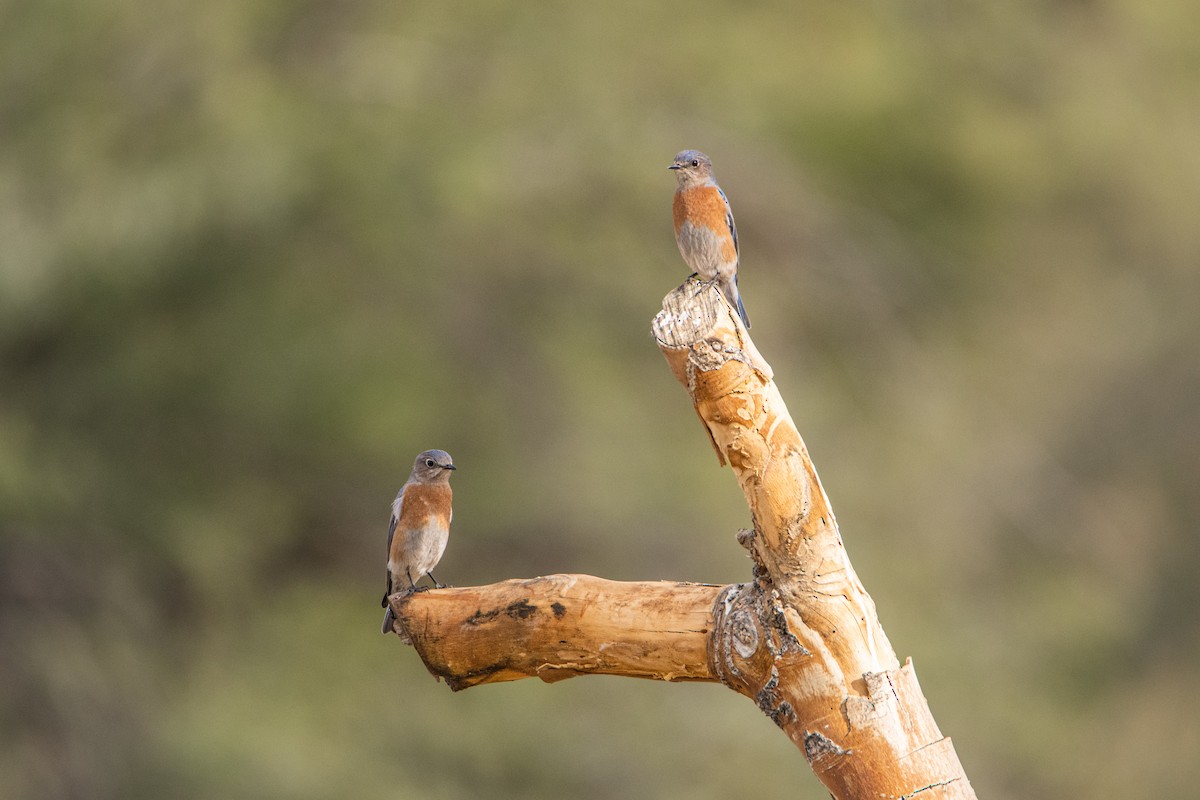 Western Bluebird - ML642064620