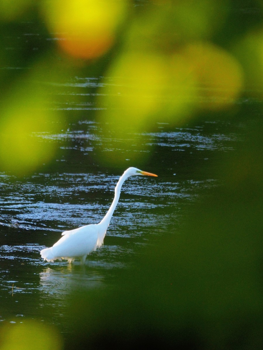 Great Egret - ML642064621