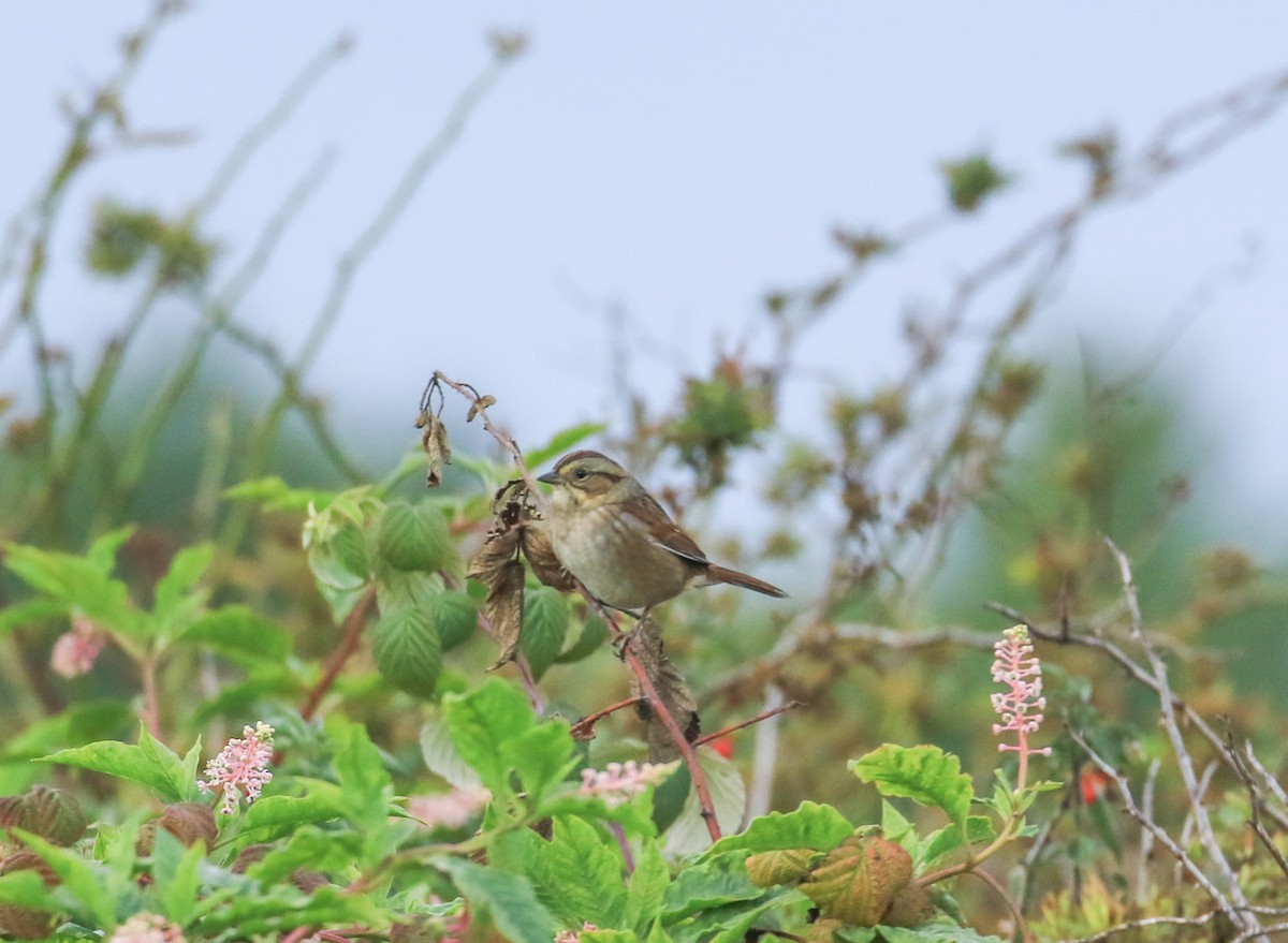 Swamp Sparrow - ML642064623