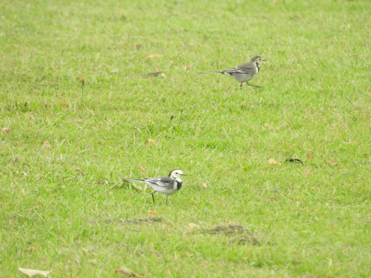 konipas bílý - ML642064624