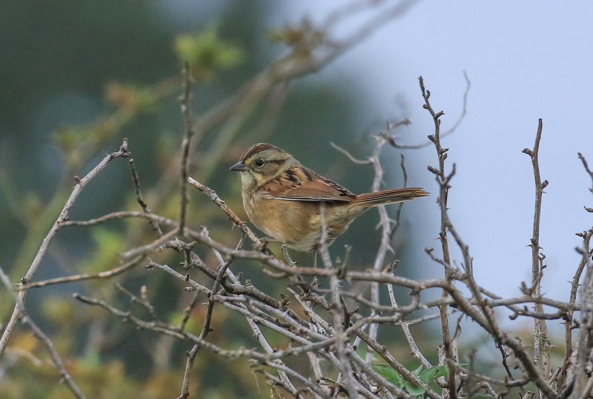 Swamp Sparrow - ML642064625