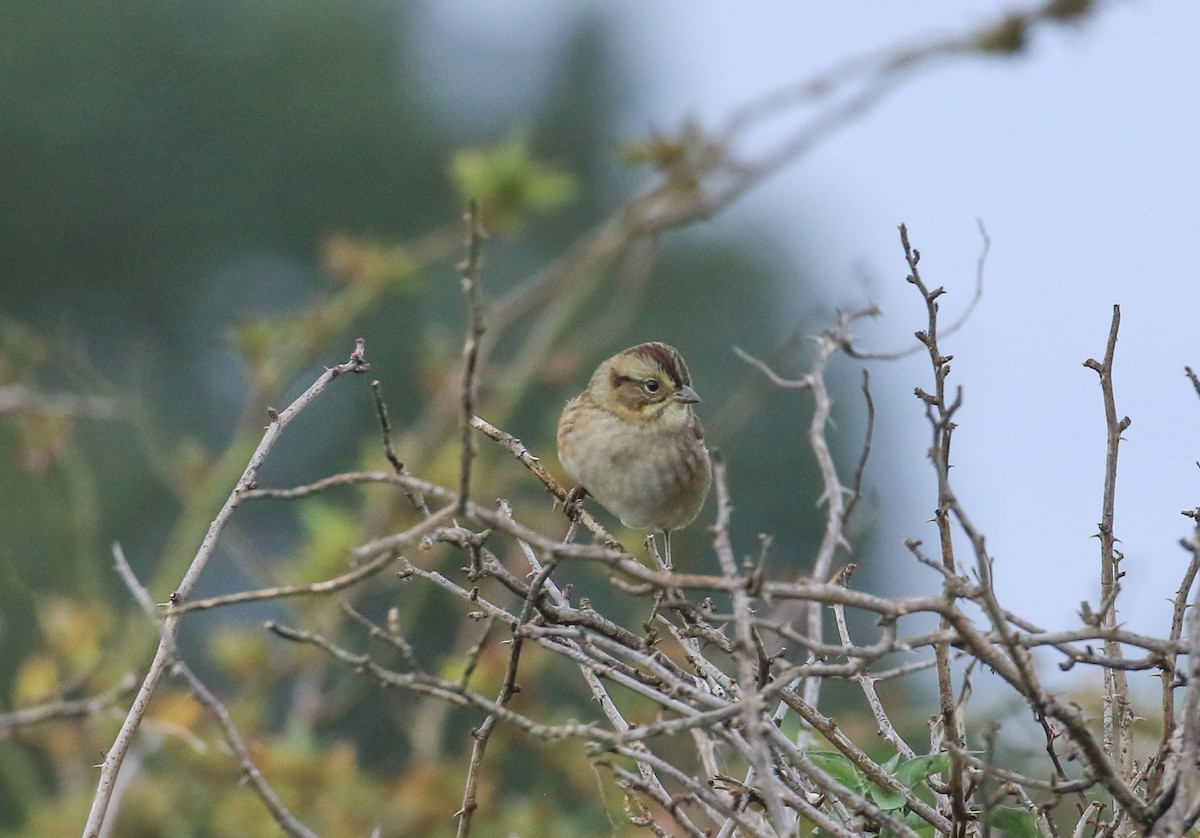 Swamp Sparrow - ML642064626