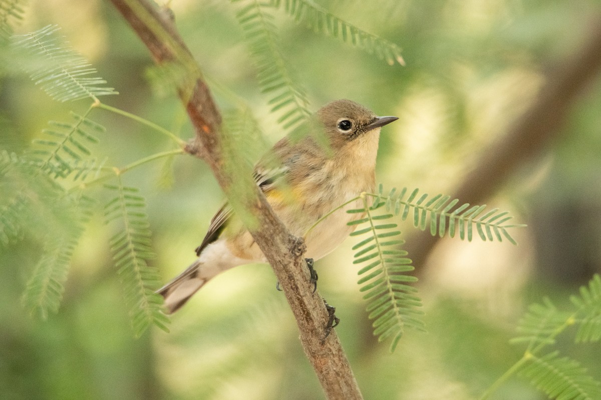 Yellow-rumped Warbler - ML642064628