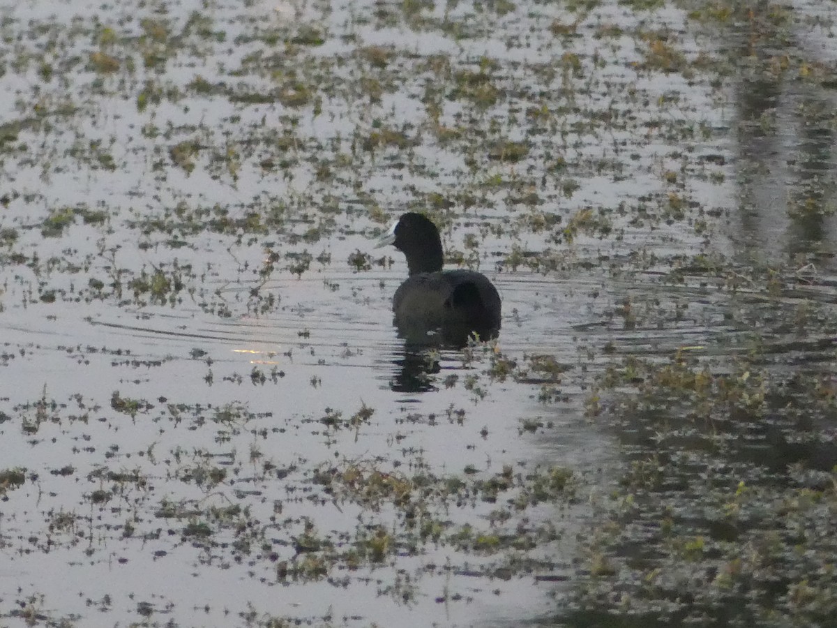 Red-knobbed Coot - ML642064633